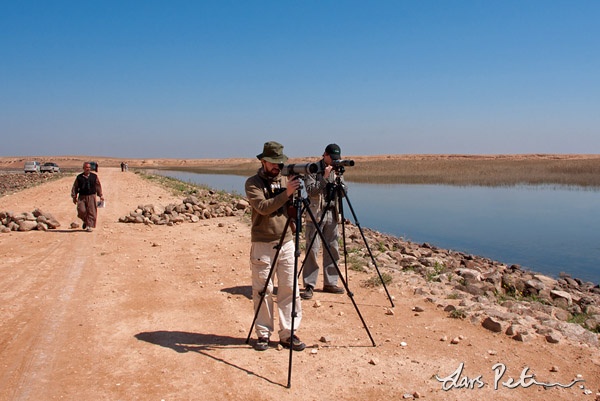 Birding at Sabkhat al-Jabbul